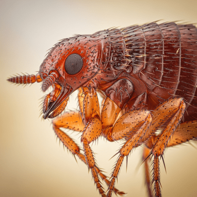 Macro photograph of a Flea