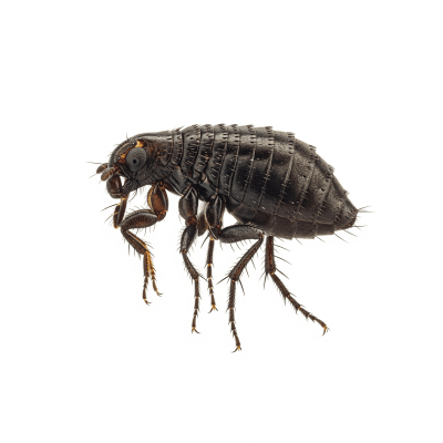 High quality studio photograph of a single Flea, belonging to the taxonomy insects
