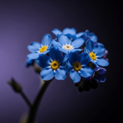 Editorial-style hero shot of a Forget-me-not from the taxonomy flowers.
