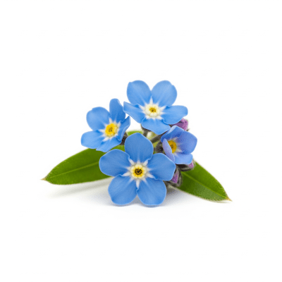 High quality studio photograph of a single Forget-me-not