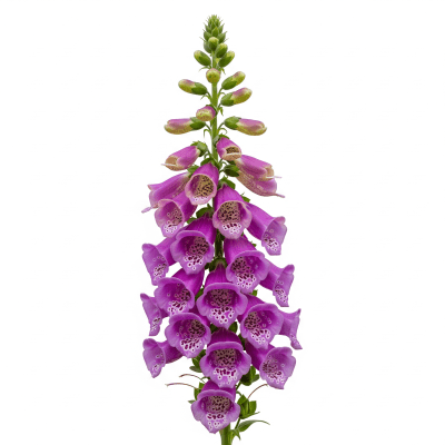 High quality studio photograph of a single Foxglove