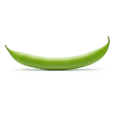 High quality studio photograph of a single French Bean