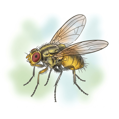 Artistic depiction of a single Fruit Fly, belonging to the taxonomy insects