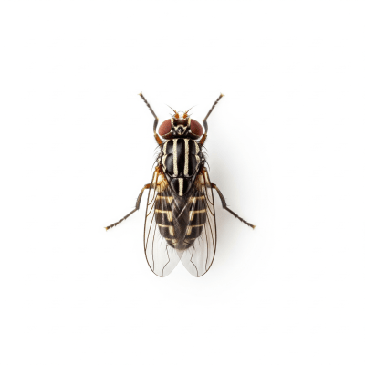 High quality studio photograph of a single Fruit Fly, belonging to the taxonomy insects