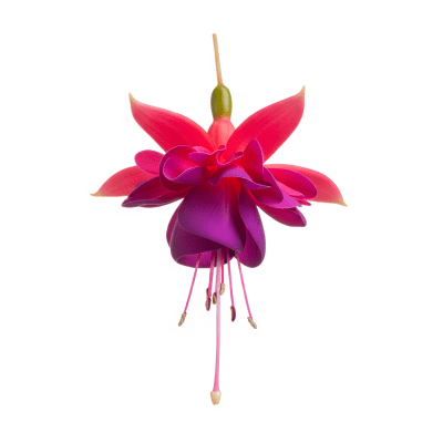 High quality studio photograph of a single Fuchsia