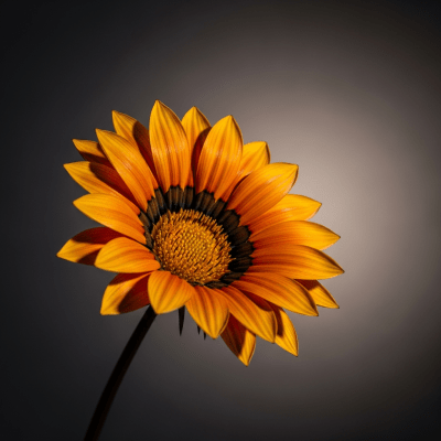 Editorial-style hero shot of a Gazania from the taxonomy flowers.