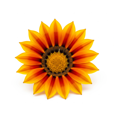 High quality studio photograph of a single Gazania