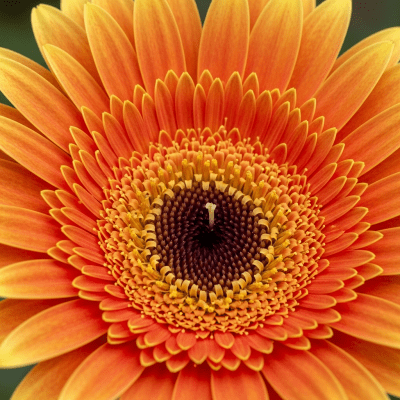 Detailed macro image of a Gerbera (flowers), focusing on the intricate structure of petals, stamens, and pistil