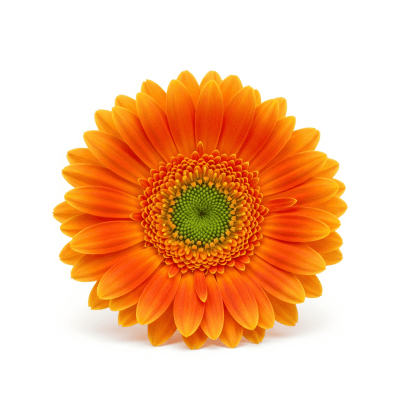 High quality studio photograph of a single Gerbera