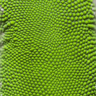 Macro close-up image of the skin texture and scale pattern of a Giant Day Gecko, part of the taxonomy lizards