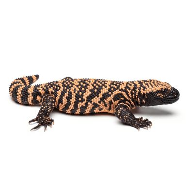 High quality studio photograph of a Gila Monster, belonging to the taxonomy reptiles