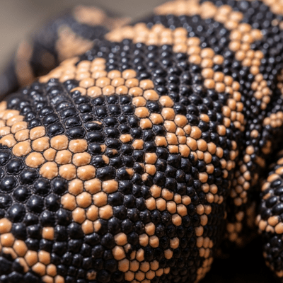 A close-up macro photograph of the skin or scales of a Gila Monster