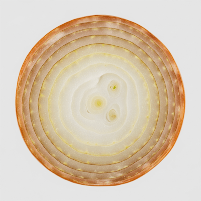 A detailed cross-sectional image of a Globe onion (onions) cut in half to reveal its internal layers and structure
