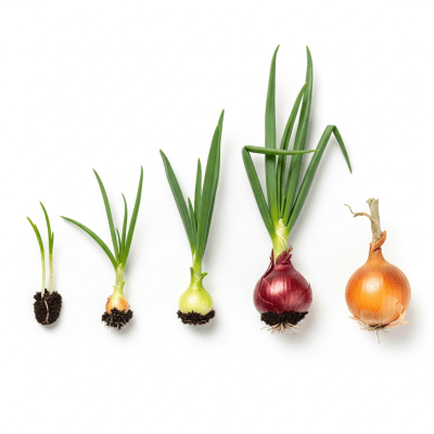 An image showing multiple stages of growth for a single type of Globe onion (onions), from seedling to mature bulb