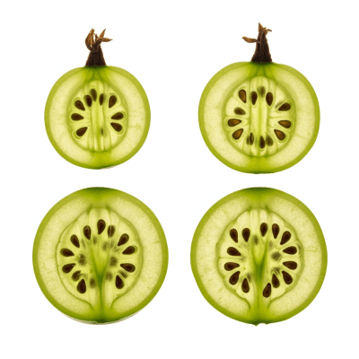 A cross-sectional view of a sliced Gooseberry, part of the taxonomy berries