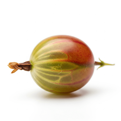 High quality studio photograph of a single Gooseberry, classified under the taxonomy berries