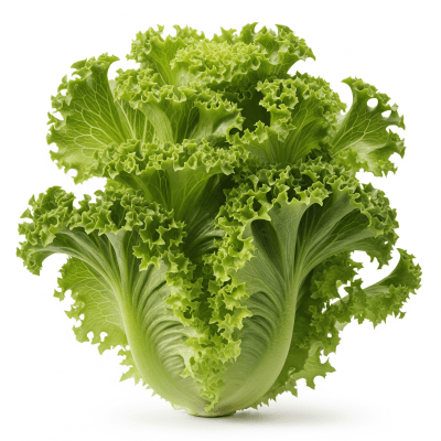 High resolution photograph of a single Grand Rapids Lettuce