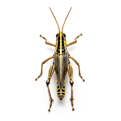 High quality studio photograph of a single Grasshopper, belonging to the taxonomy insects