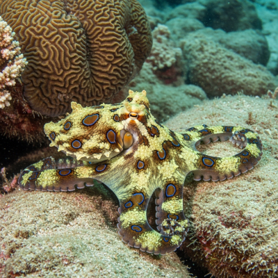Illustration of a Greater Blue-Ringed Octopus displaying camouflage behavior within its environment, blending into rocks, sand, or coral