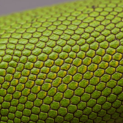 Macro close-up image of the skin texture and scale pattern of a Green Ameiva, part of the taxonomy lizards