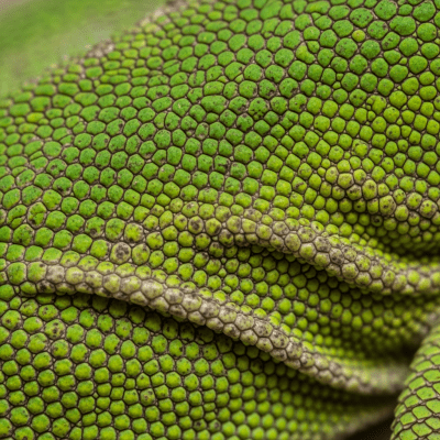 Macro close-up image of the skin texture and scale pattern of a Green Anole, part of the taxonomy lizards