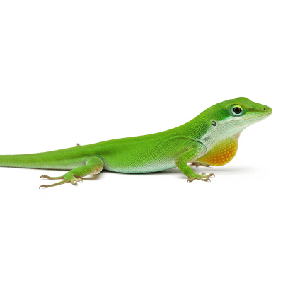 High quality studio photograph of a Green Anole, belonging to the taxonomy reptiles