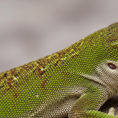 A close-up macro photograph of the skin or scales of a Green Anole