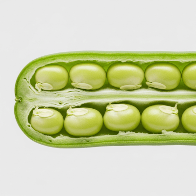 A cross-sectional view of a single Green Bean (beans), sliced cleanly to reveal its internal structure and composition