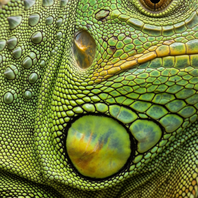 Macro close-up image of the skin texture and scale pattern of a Green Iguana, part of the taxonomy lizards