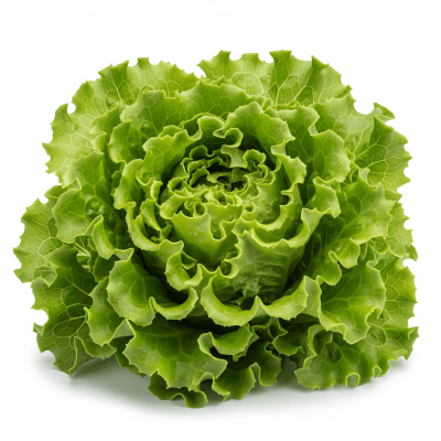 High resolution photograph of a single Green Leaf Lettuce