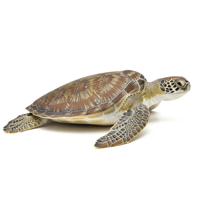 High quality studio photograph of a Green Sea Turtle, belonging to the taxonomy reptiles