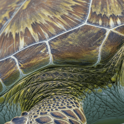 A close-up macro photograph of the skin or scales of a Green Sea Turtle