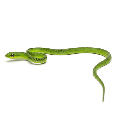 High quality studio photograph of a Green Vine Snake, belonging to the taxonomy reptiles
