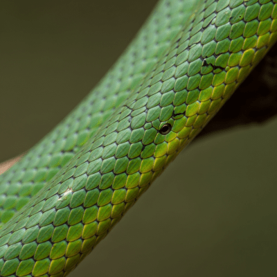 A close-up macro photograph of the skin or scales of a Green Vine Snake