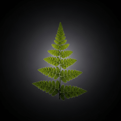 Editorial-style image of a Gymnocarpium dryopteris, of the taxonomy ferns, arranged heroically with dramatic lighting and shallow depth of field to emphasize its form and beauty.
