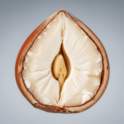 Macro close-up image showing the interior cross-section of a Hazelnut (nuts)