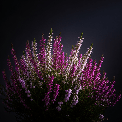 Editorial-style hero shot of a Heather from the taxonomy flowers.