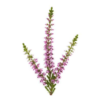 High quality studio photograph of a single Heather