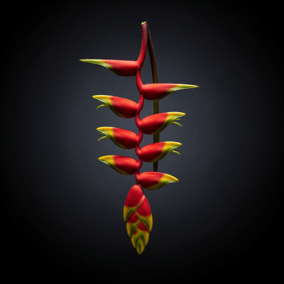 Heliconia