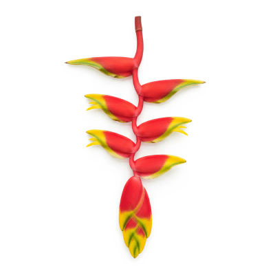 High quality studio photograph of a single Heliconia