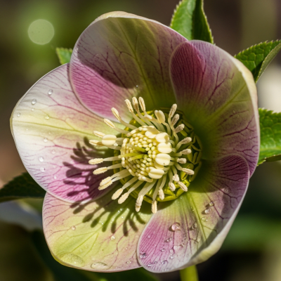 Detailed macro image of a Hellebore (flowers), focusing on the intricate structure of petals, stamens, and pistil