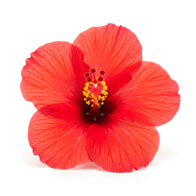 High quality studio photograph of a single Hibiscus