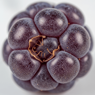 A detailed macro close-up of the surface texture of a fresh Huckleberry