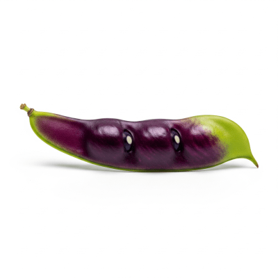 High quality studio photograph of a single Hyacinth Bean