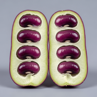 A cross-sectional view of a single Hyacinth Bean (beans), sliced cleanly to reveal its internal structure and composition