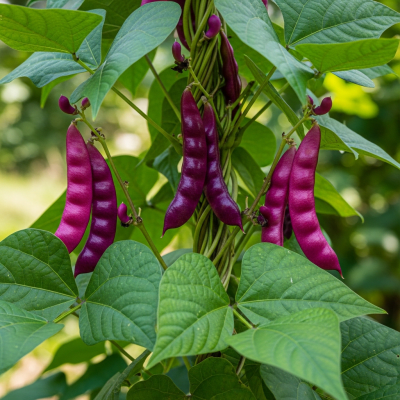 An image of Hyacinth Bean, belonging to the taxonomy beans, displayed in its natural environment—such as growing on a plant or vine, surrounded by leaves and soil