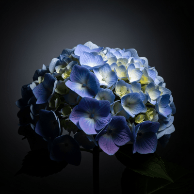 Editorial-style hero shot of a Hydrangea from the taxonomy flowers.