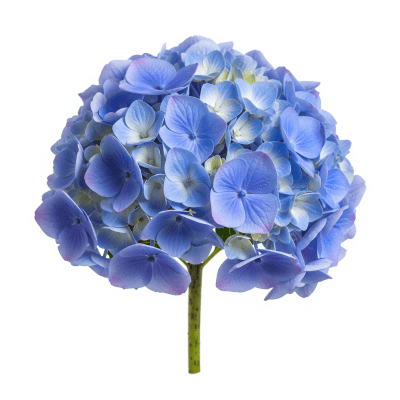 High quality studio photograph of a single Hydrangea
