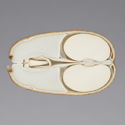 A cross-sectional view of a single Jack Bean (beans), sliced cleanly to reveal its internal structure and composition