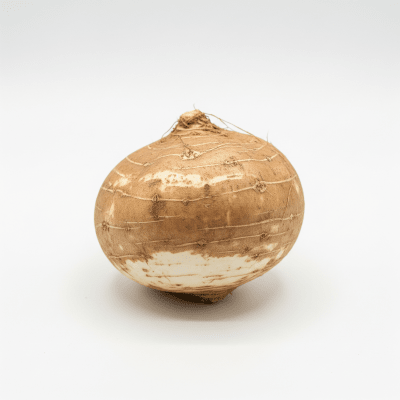 High resolution studio photograph of a single Jicama